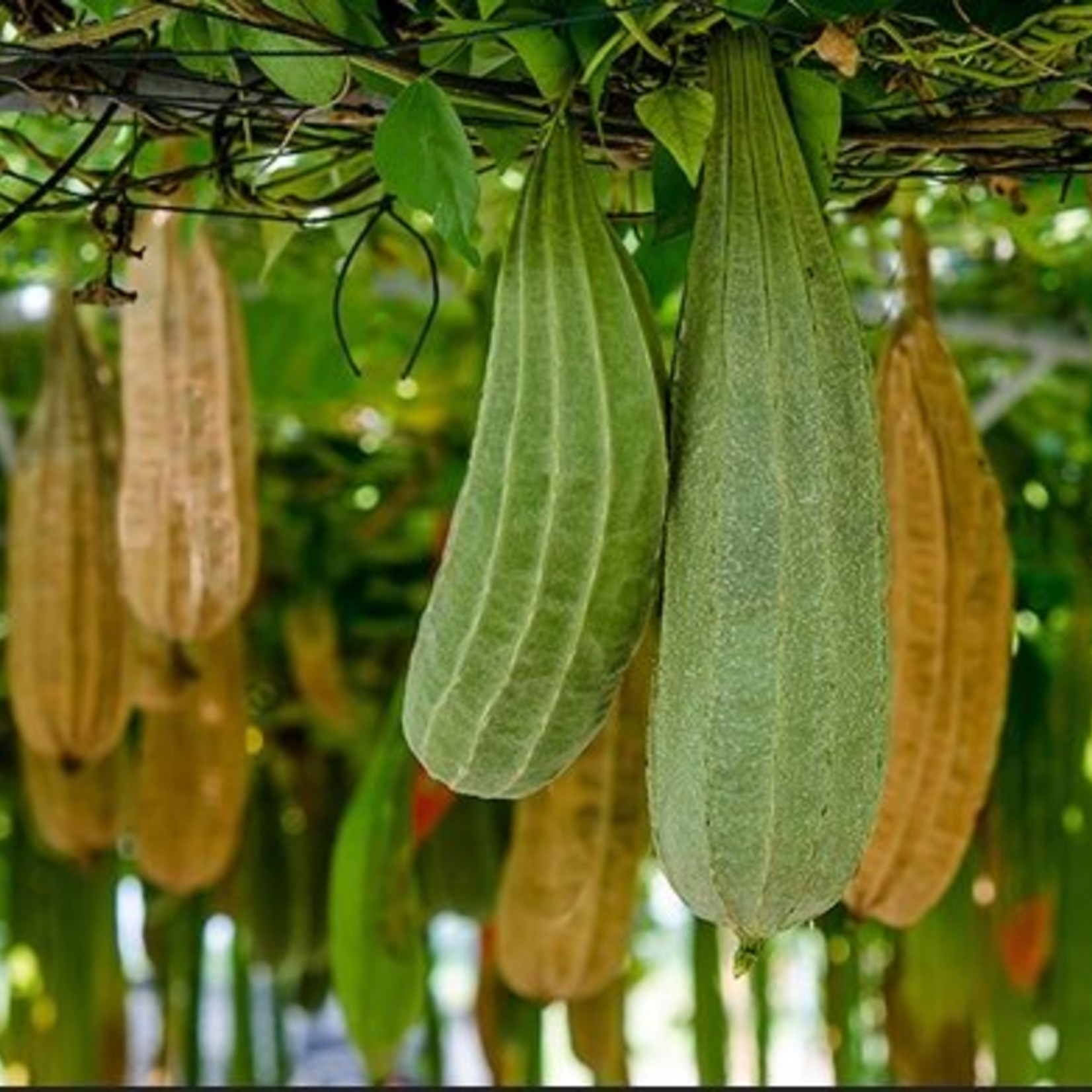 LoofCo Schuurborstel Kokos